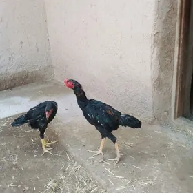 жужа хоразлар