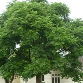 Мелия Meliya иранская