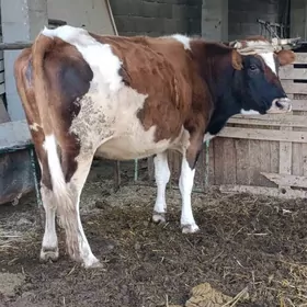 SİMENTAL BOGOZ SYGYRLAR