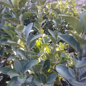 Şa tut we dürli bezeg baglary