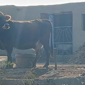 AGYR BOGAZ GOLELİ SYGYR