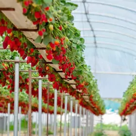 teplisa brigadir gerek