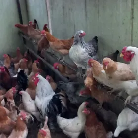 satlyk towuk we horaz