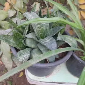 Güller öÿ we ofisler