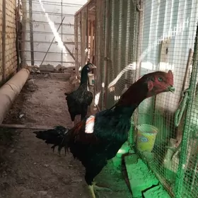 Байцов хораз