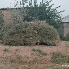 Арассажа хашалсыз ёрунжа.