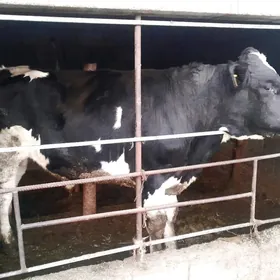 Arginal galişdeýin öküz