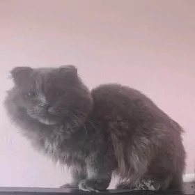 Кот выслоуха