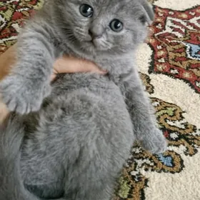 шотландские вислоухие