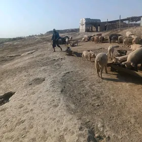 ишгер герек