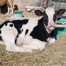 Täze Guzlan Gölely sygyr