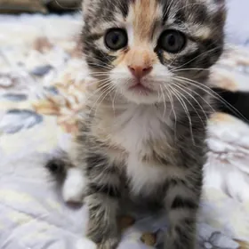 домашние котята