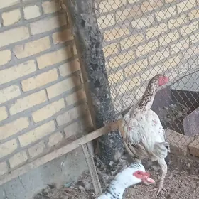 ýyl aşan erkek muskus ördek