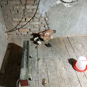 спалят с курицей бойцовский