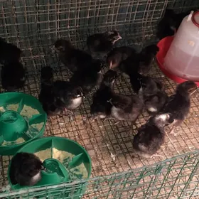 daminad ve ataks jüjeler