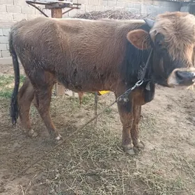 çorny piyostyr öküz iki sany