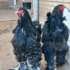 Brama horaz we towuk