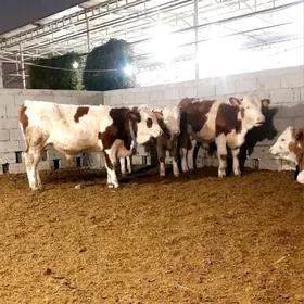 Simental Öküzçeler