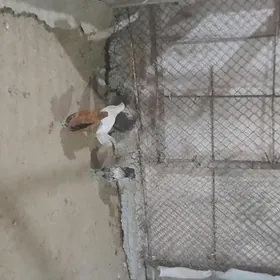 karlik pirastoy Karlik arginal