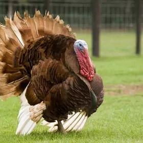 Induk we barma towuk юмуртгасы