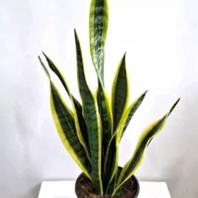 САНСЕВИЕРИЯ ЛАУРЕНТИ