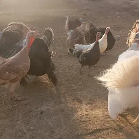 Induklar erkegi we măkisi