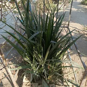 hurmo nahaly agyz acar hurmo