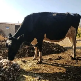 Gara galestayyn sygyr