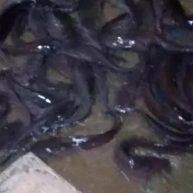 IŞLÄP DURAN BIZNES