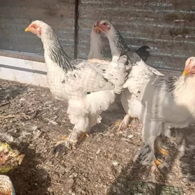 турецкий гигант товук