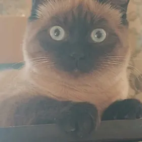 сиамский котенок