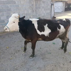 golisteyin sygyr tuwe