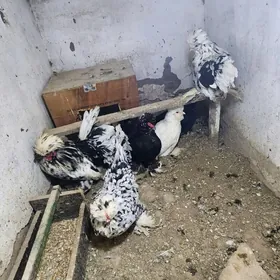 karlik  yumurtka bar