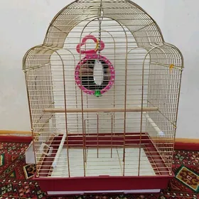 papugay kletka setka