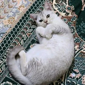 Şinşilla Paroda Pişik