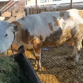 Богаз Сыгыр