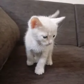 котёнок Мальчик