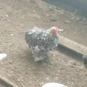 towuk juje karlik kohnik