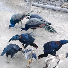 baysok jujeler tawus guslar