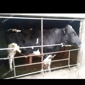 Arginal galişdeýin öküz