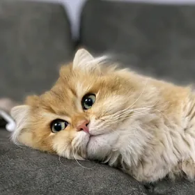 Чистокровный английский кот