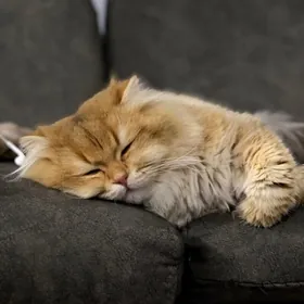 Anliskiy paroda pisik tohum uc