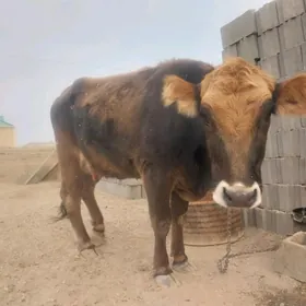 Göleli sygyr tohum tüwe