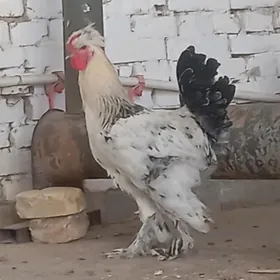 balgar towuk yumurtga