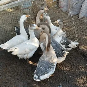 Gus Martin original  6 sany