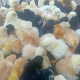 towuk juyje жуже