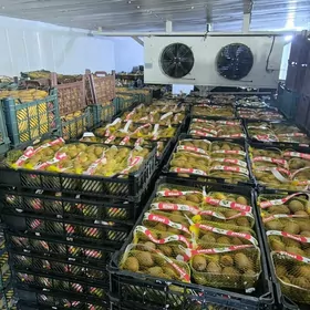 Iṣgär. gerek. güneli