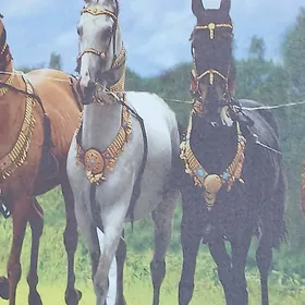 LÝUSTRA sagat we kartinalar