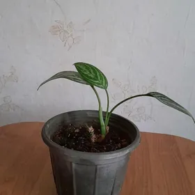 аглонема цветы