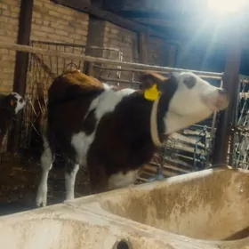 Simmental Fleckvieh Unajyn